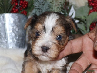 Yorkshire Terrier dogs Eli - blue merle - Ad 25