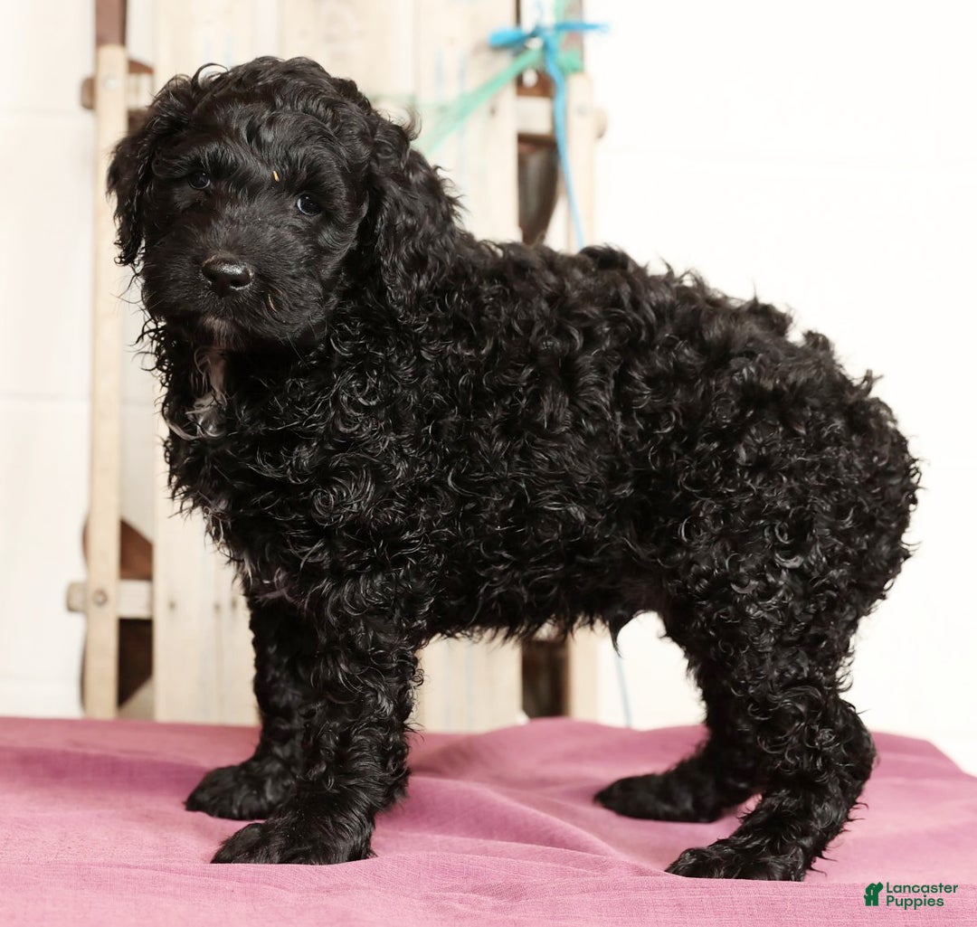 Labradoodle dogs for sale: Grady - Ad 2