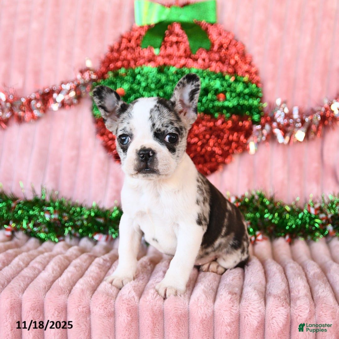 Frenchton dogs for sale: Bingo - Ad 3