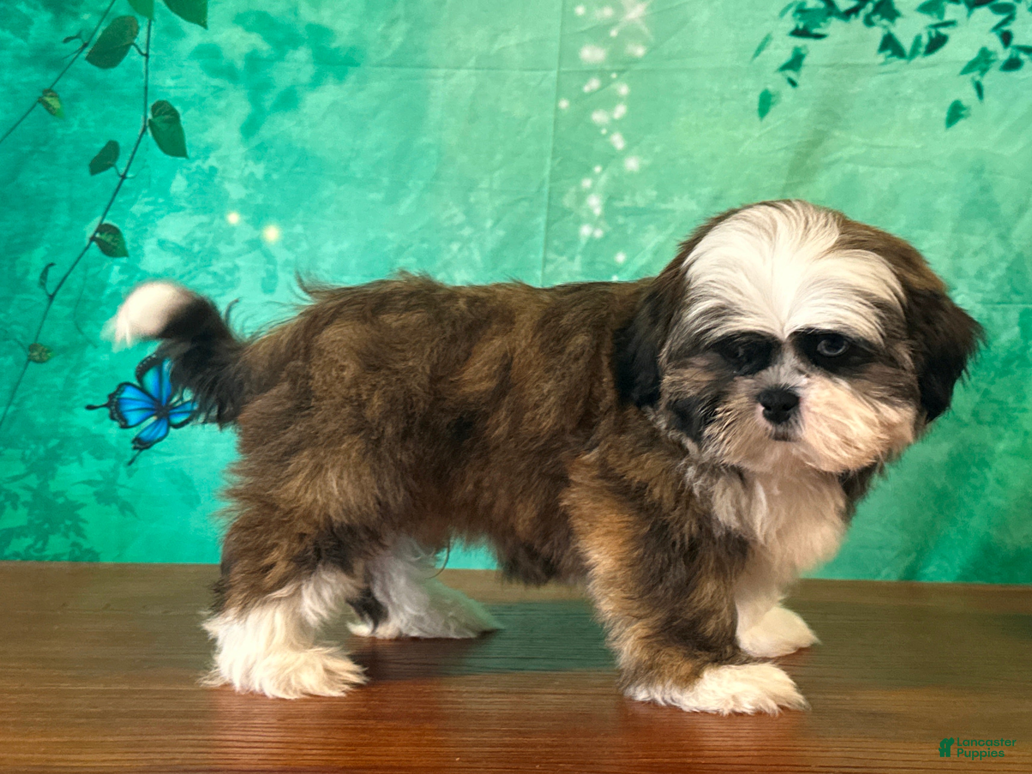Shih Tzu dogs Buzz - Ad 2