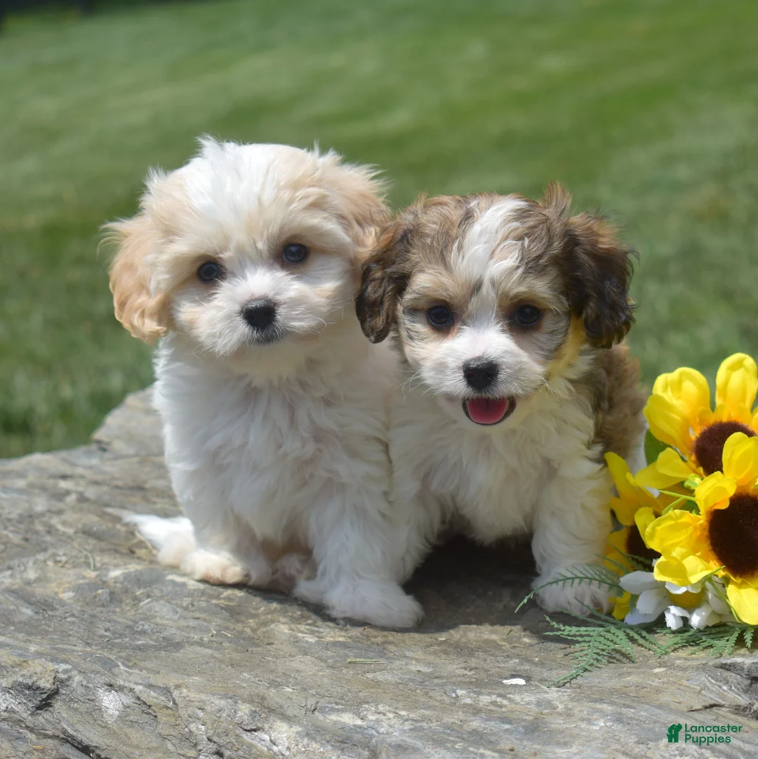 Cavachon dogs for sale: Minnie (Tiny) - Ad 7