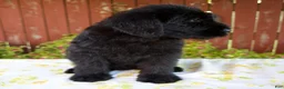 Giant Schnauzer dogs for sale: Rhonda - Ad 5
