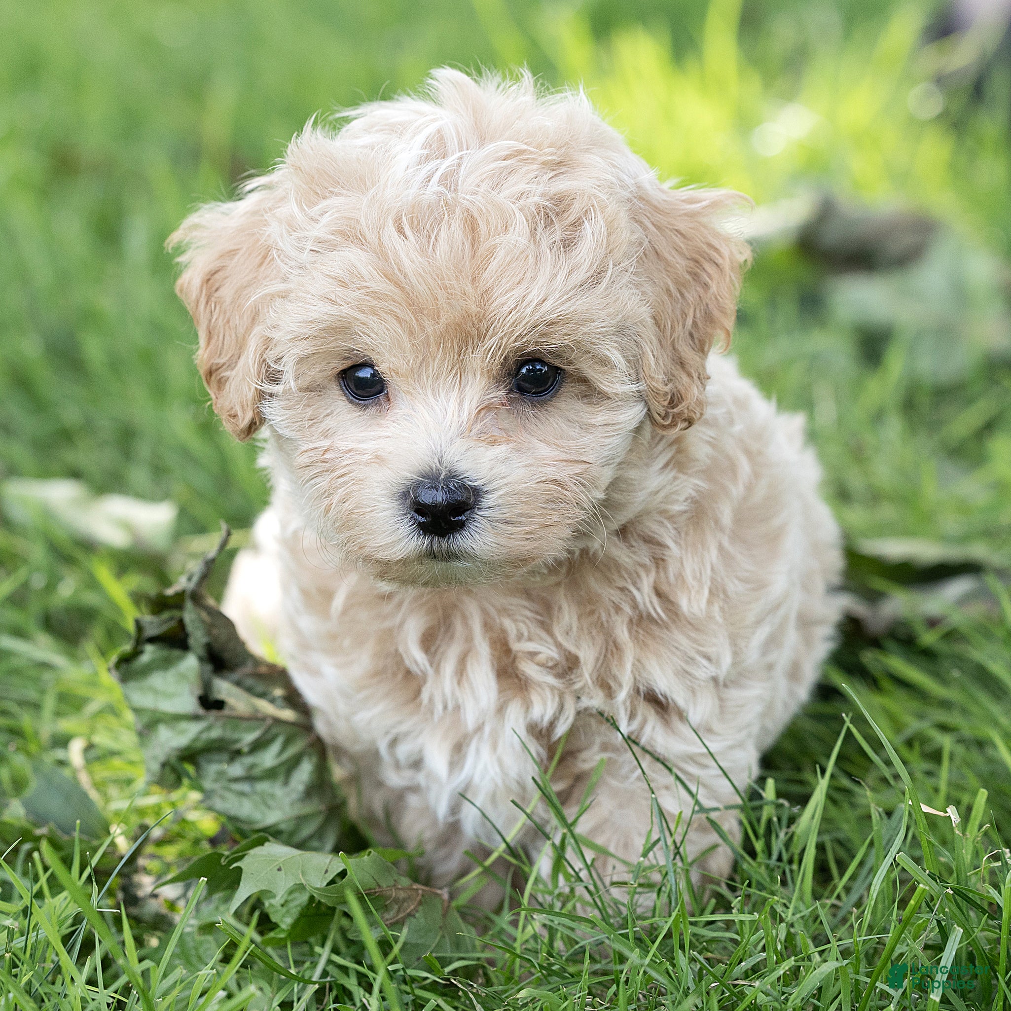 Maltipoo dogs Oscar Maltipoo  - Ad 1