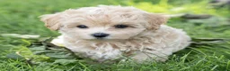 Maltipoo dogs for sale: Oscar Maltipoo  - Ad 8