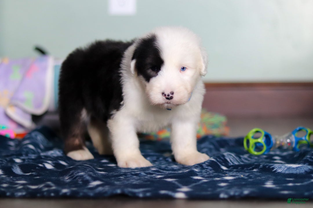 Old English Sheepdog dogs for sale: Austin - Ad 3