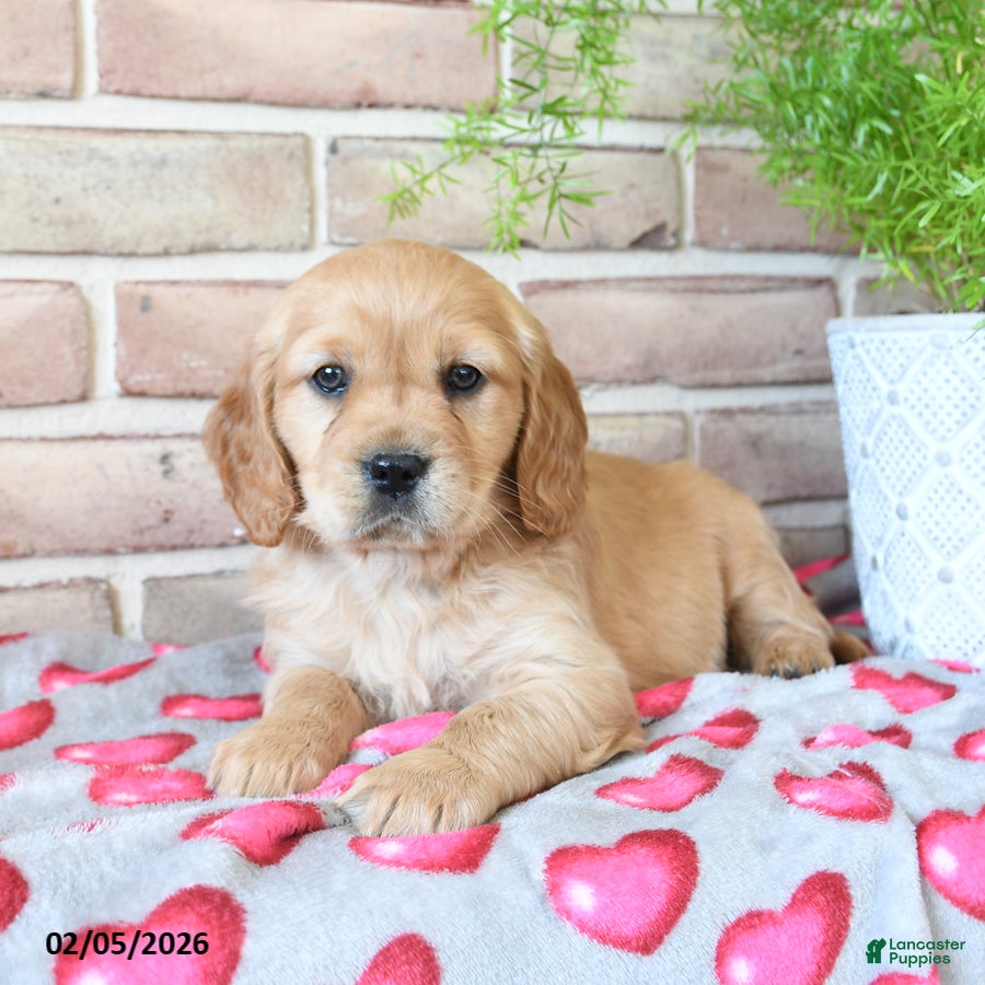 Miniature Golden Retriever dogs Amor  - Ad 9