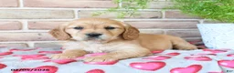 Miniature Golden Retriever dogs for sale: Amor  - Ad 1