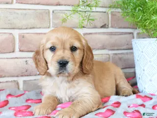 Miniature Golden Retriever dogs Amor - Ad 10