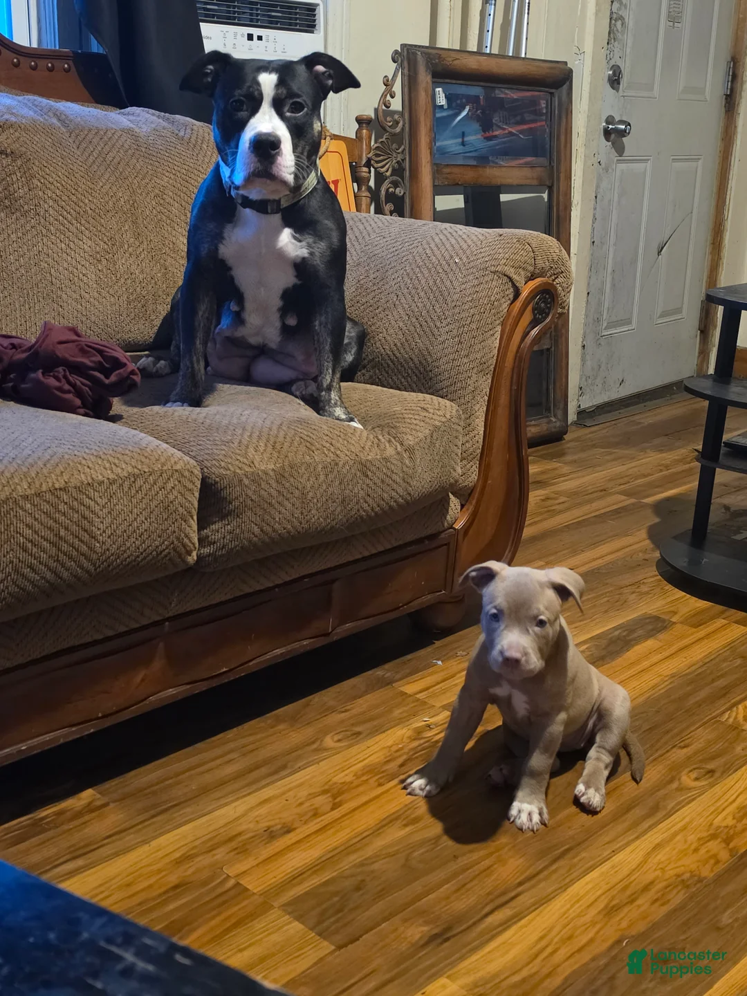 Mixed Breed dogs for sale: Sage - Ad 2