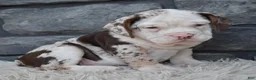 Beabull dogs for sale: Twinkle  - Ad 2