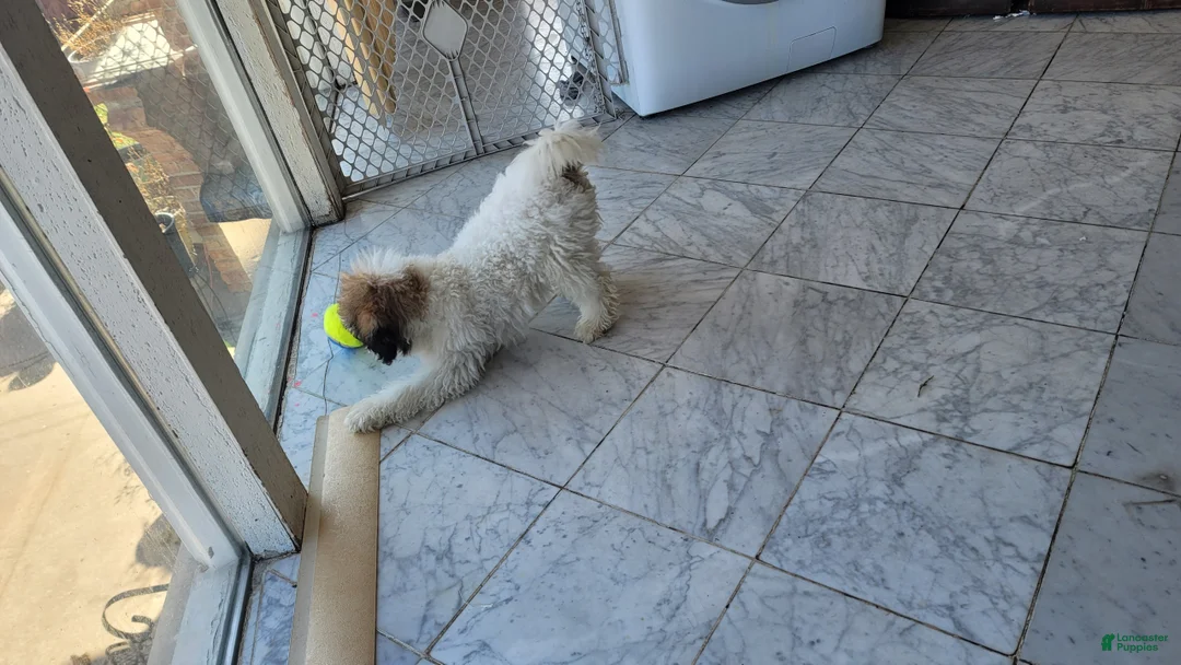 Mini Goldendoodle dogs for sale: Mini Goldendoodle Puppy 1 - Ad 2