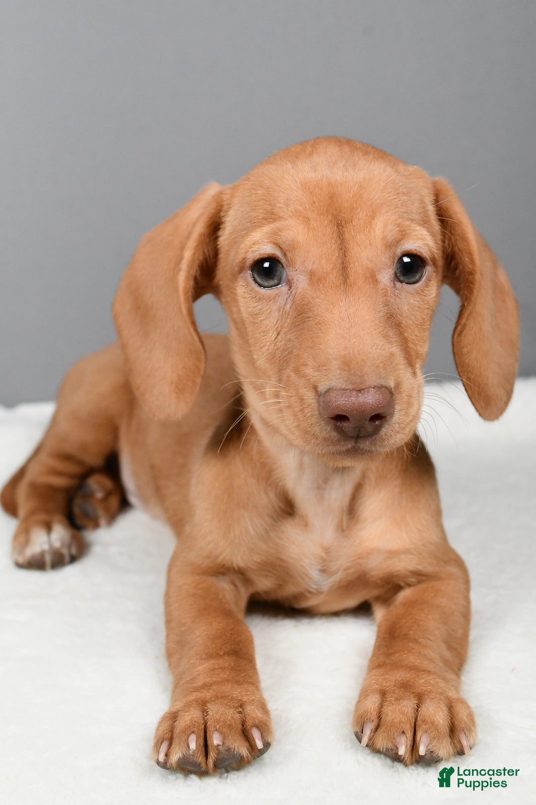 Miniature Dachshund dogs for sale: Valentine - Ad 3