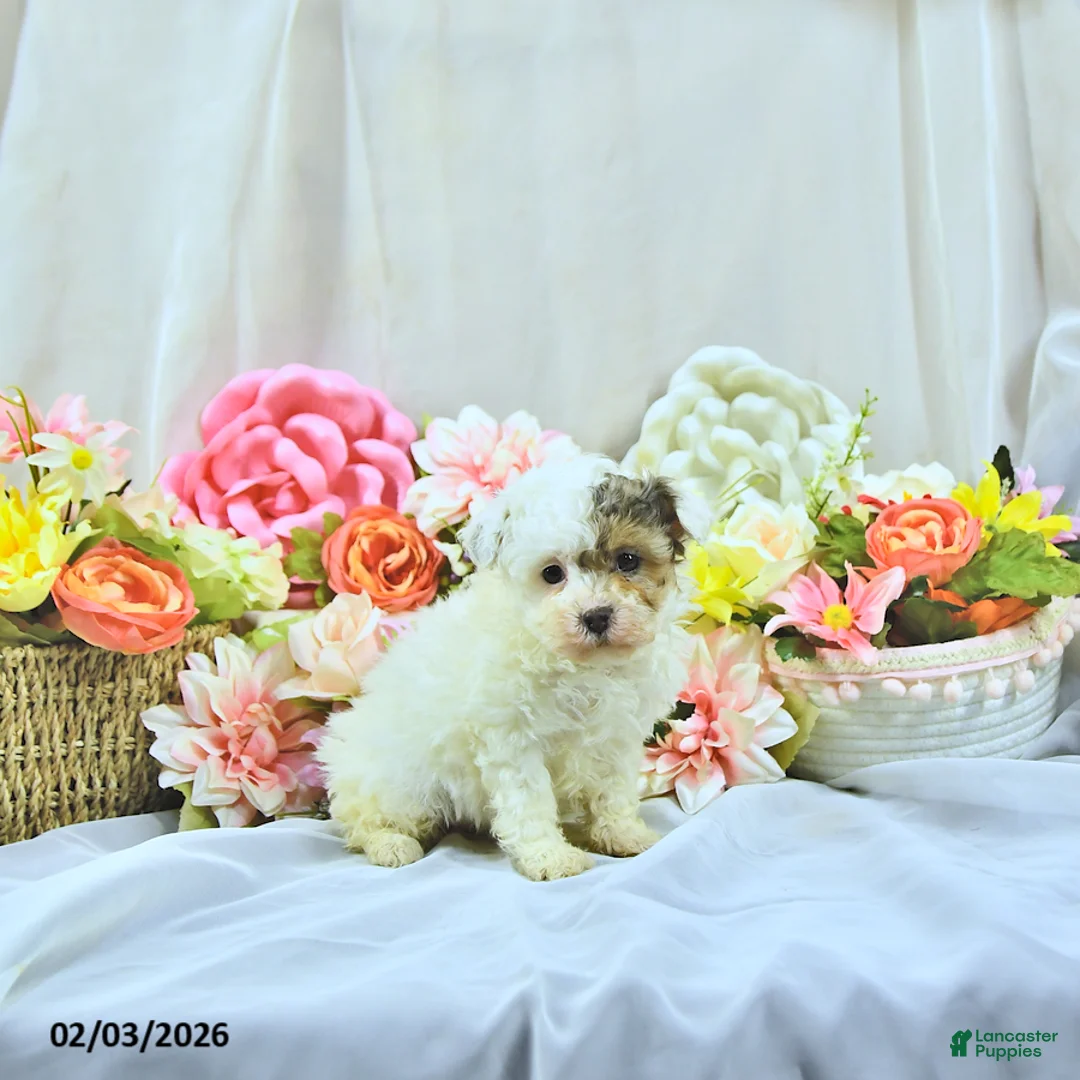 Miniature Poodle dogs for sale: Allie - Ad 3