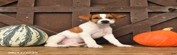 Jack Russell Terrier dogs for sale: Sam - Ad 7