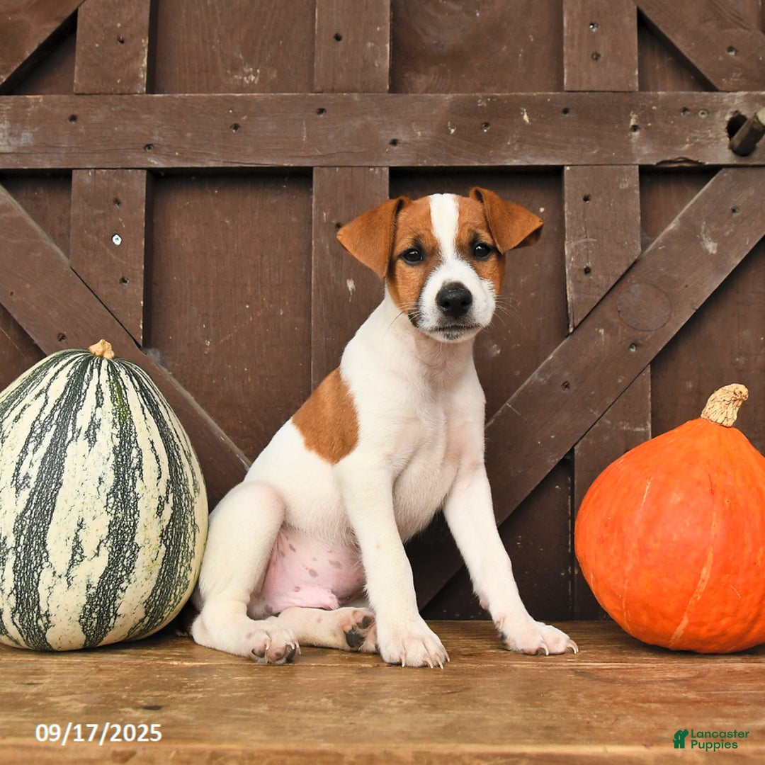 Jack Russell Terrier dogs for sale: Sam - Ad 7
