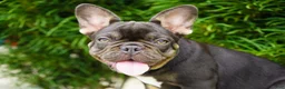French Bulldog dogs for sale: Truffle - Ad 4