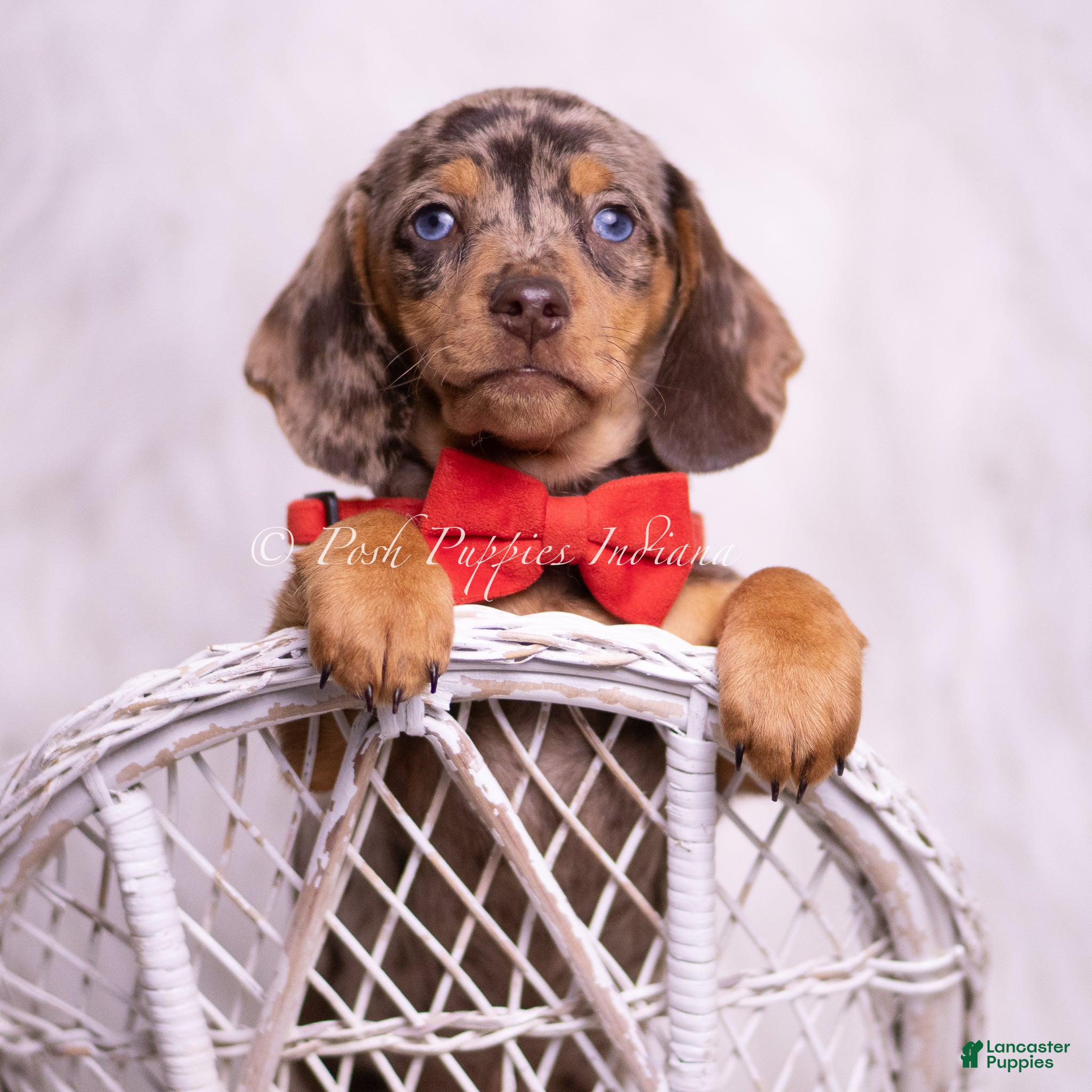 Miniature Dachshund dogs Starboy - Ad 2