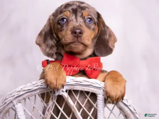 Miniature Dachshund dogs Starboy - Ad 2