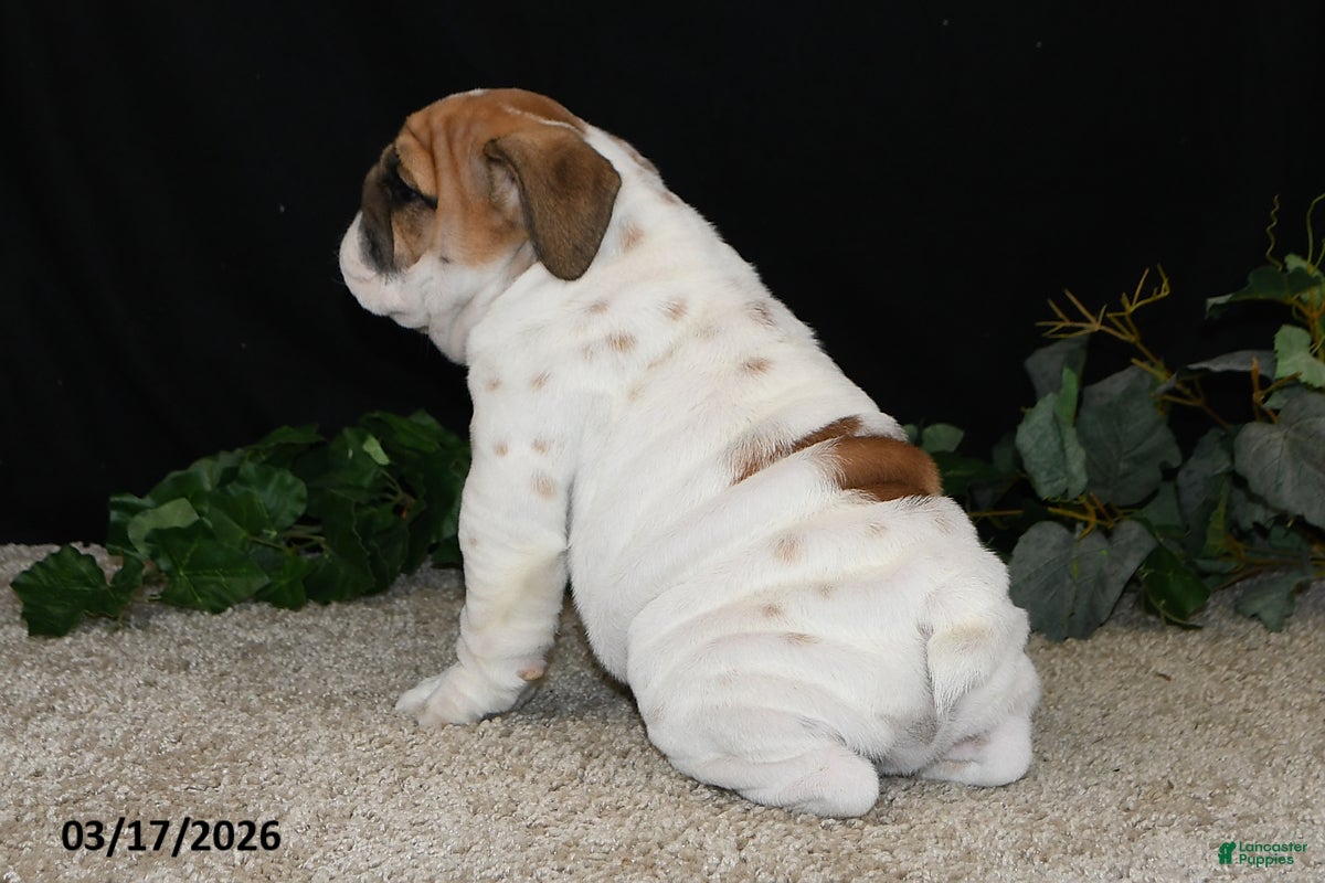 English Bulldog dogs Ace - Ad 2