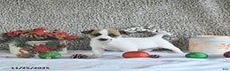 Jack Russell Terrier dogs for sale: Mikki - Ad 2