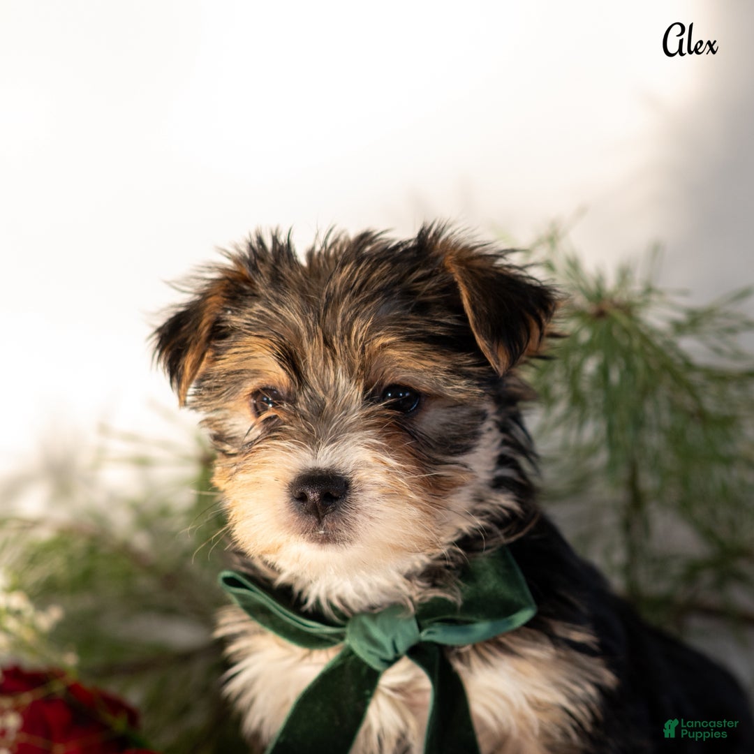 Morkie dogs for sale: Alex - Ad 6