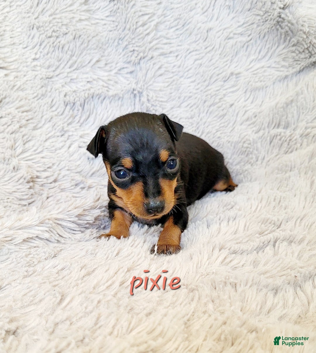 Miniature Pinscher dogs for sale: Pixie  - Ad 1