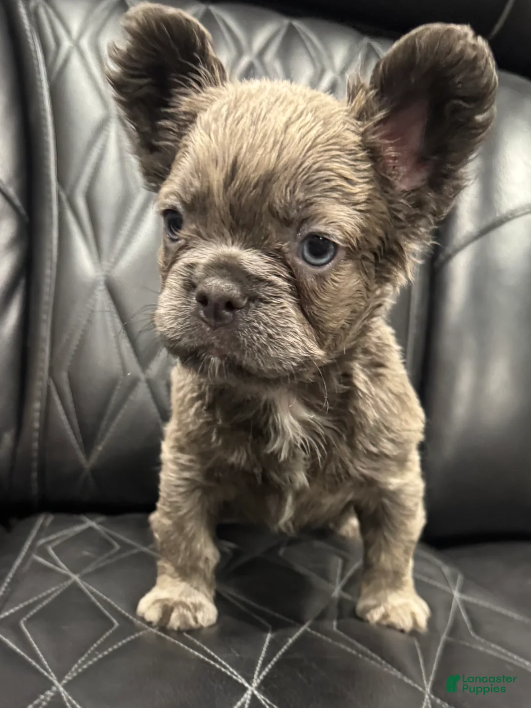 French Bulldog dogs for sale: FLUFFY ROXY - Ad 5