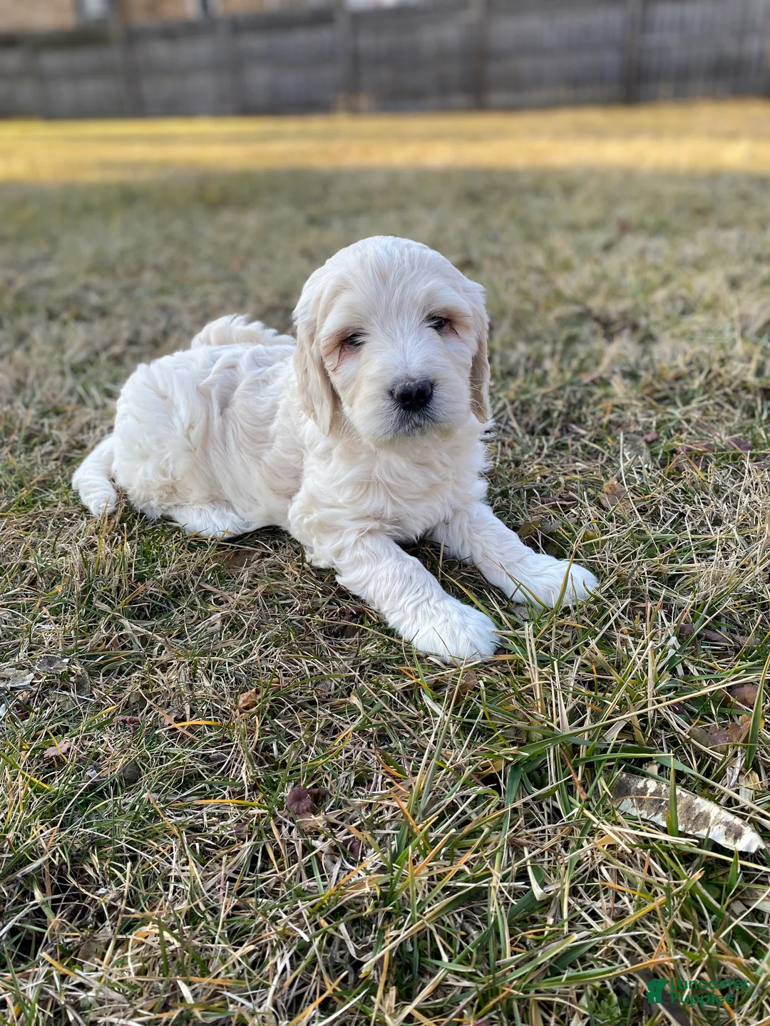 Mini Goldendoodle dogs for sale: Rio - Ad 2