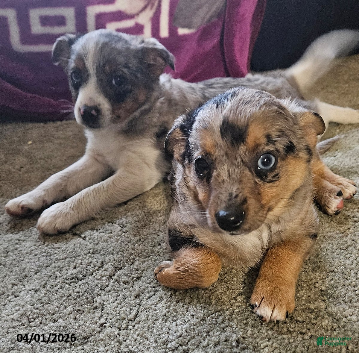 Mixed Breed dogs Siggy - Ad 2