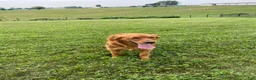 Golden Retriever dogs for sale: Sofia - Ad 4