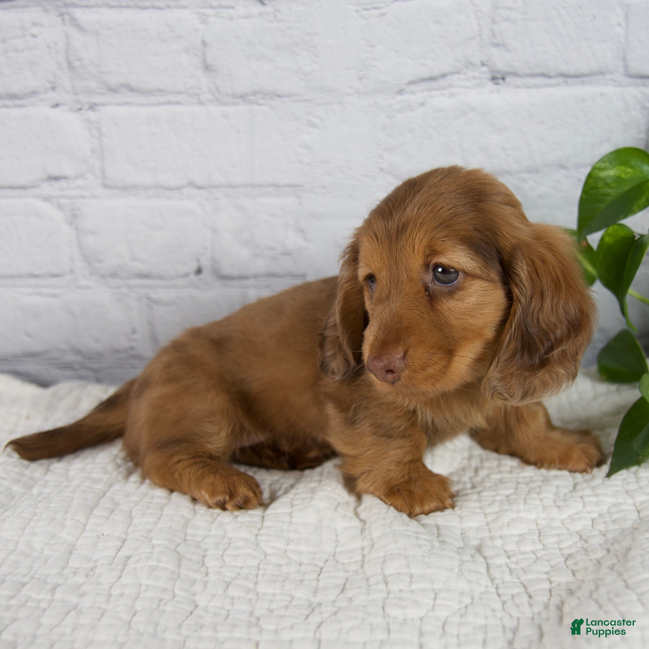 Miniature Dachshund dogs Faith - Ad 2
