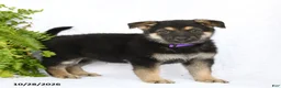 German Shepherd dogs for sale: Reign - Ad 4