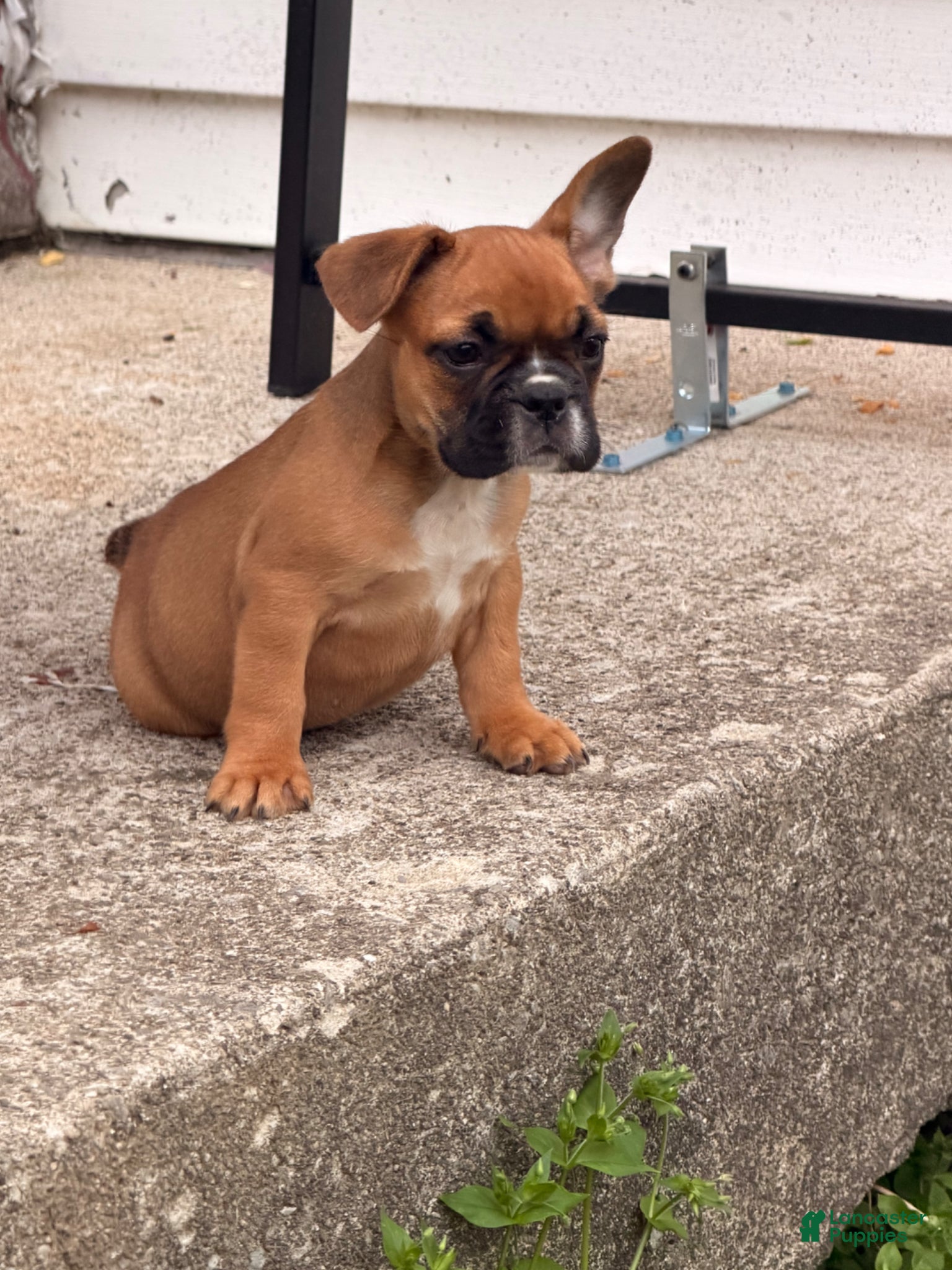 French Bulldog dogs Boxer Puppy 5 - Ad 1