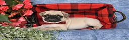 Pug dogs for sale: Bowser - Ad 4