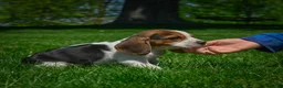 Beagle dogs for sale: Nico - Ad 5