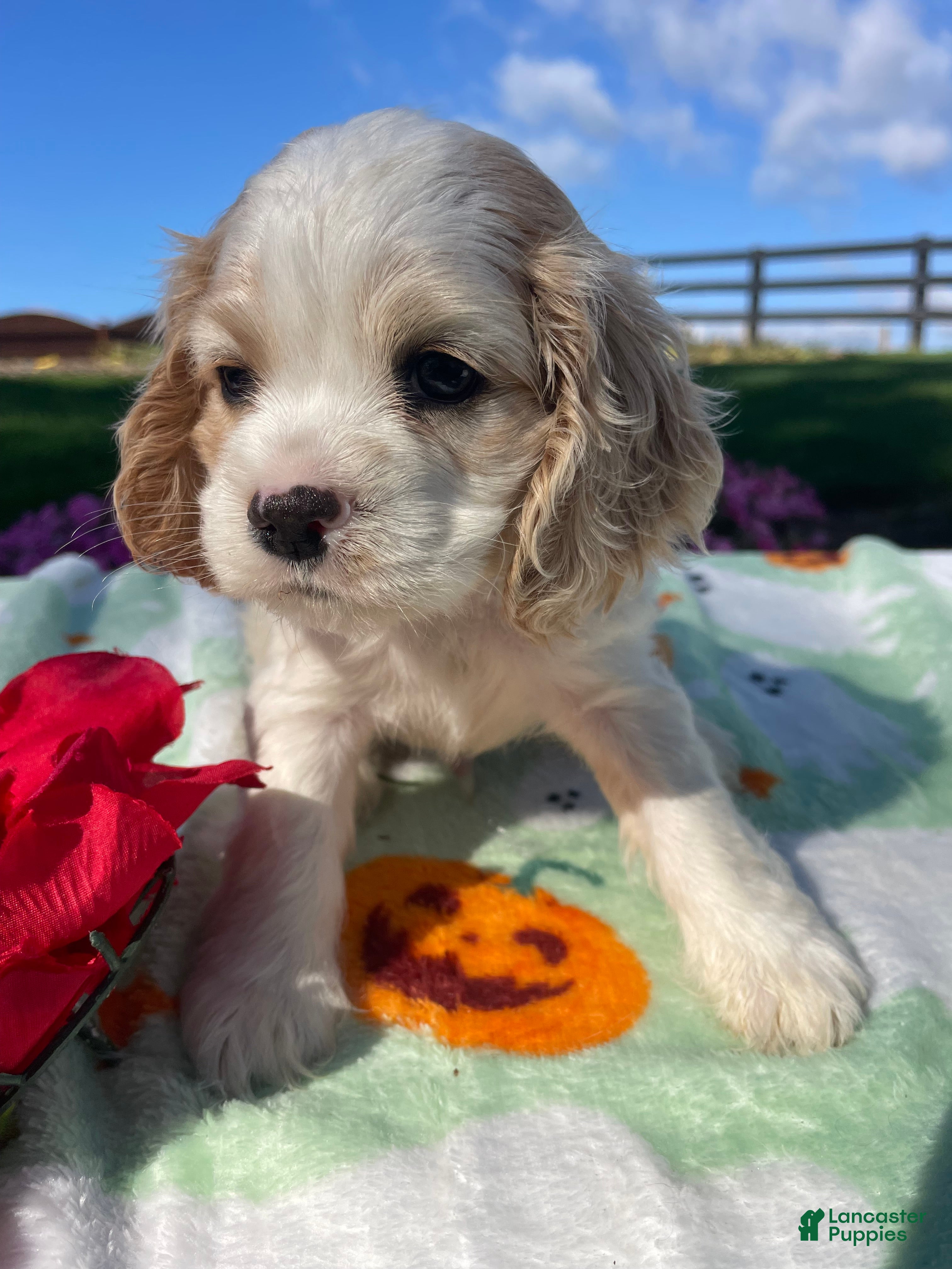Cocker Spaniel dogs Andy - Ad 2