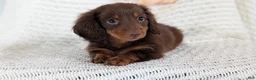 Miniature Dachshund dogs for sale: Zion - Ad 5