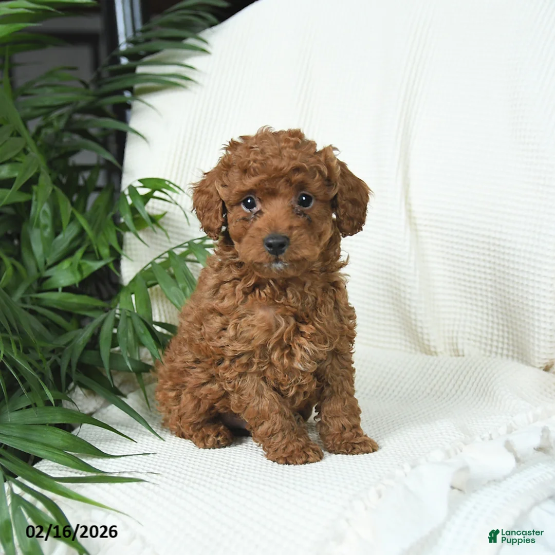 Toy Poodle dogs for sale: Teddy - Ad 3