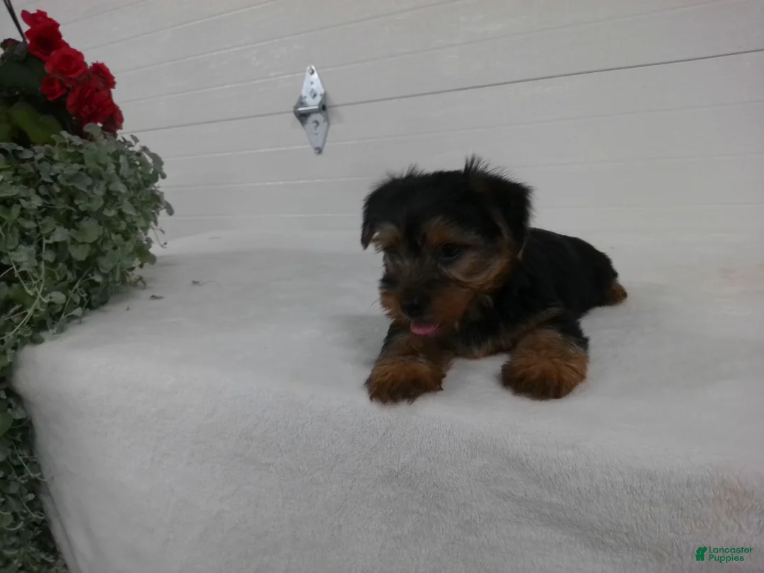 Yorkshire Terrier dogs for sale: Scout  - Ad 12