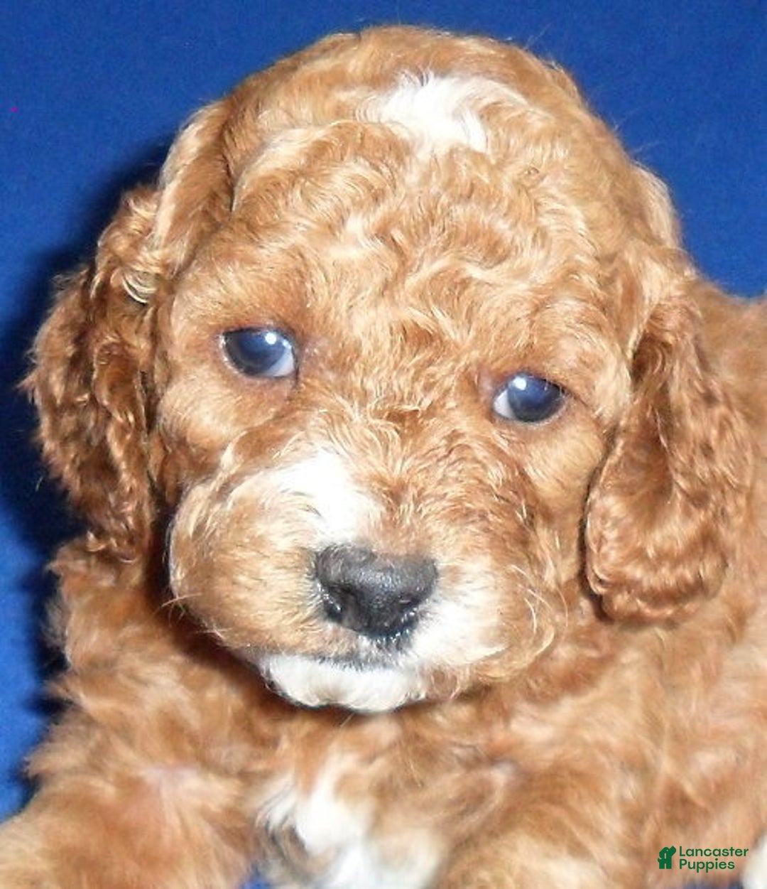 Cockapoo dogs for sale: Cooper - Ad 2