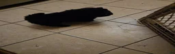 Chow Chow dogs for sale: Girl  - Ad 1
