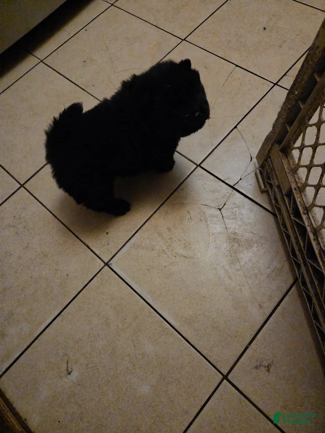 Chow Chow dogs for sale: Girl  - Ad 1