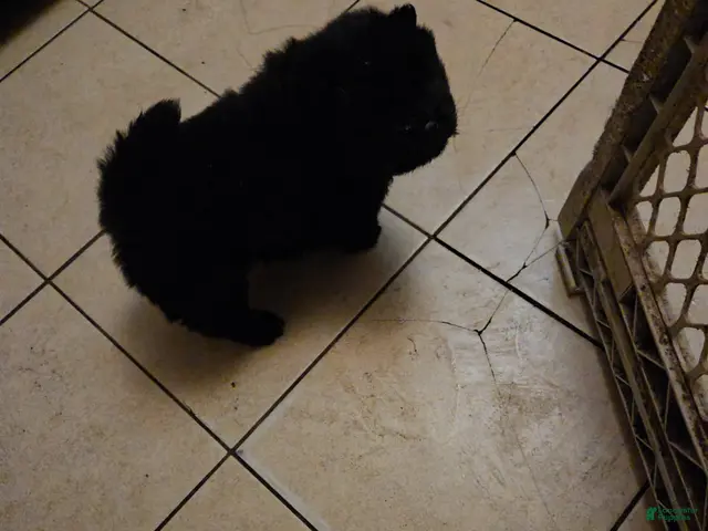 Chow Chow dogs for sale: Girl - Ad 1