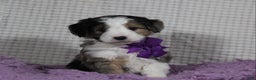 Mini Aussiedoodle dogs for sale: Odie - Ad 7