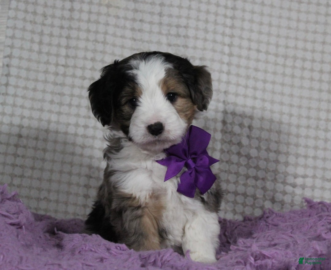 Mini Aussiedoodle dogs for sale: Odie - Ad 7
