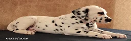 Dalmatian dogs for sale: August - Ad 3
