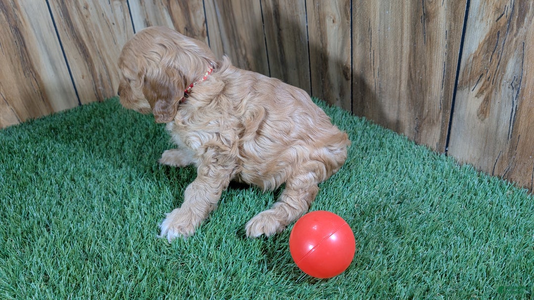 Cavapoo dogs for sale: Milly Girl 1 - Ad 3