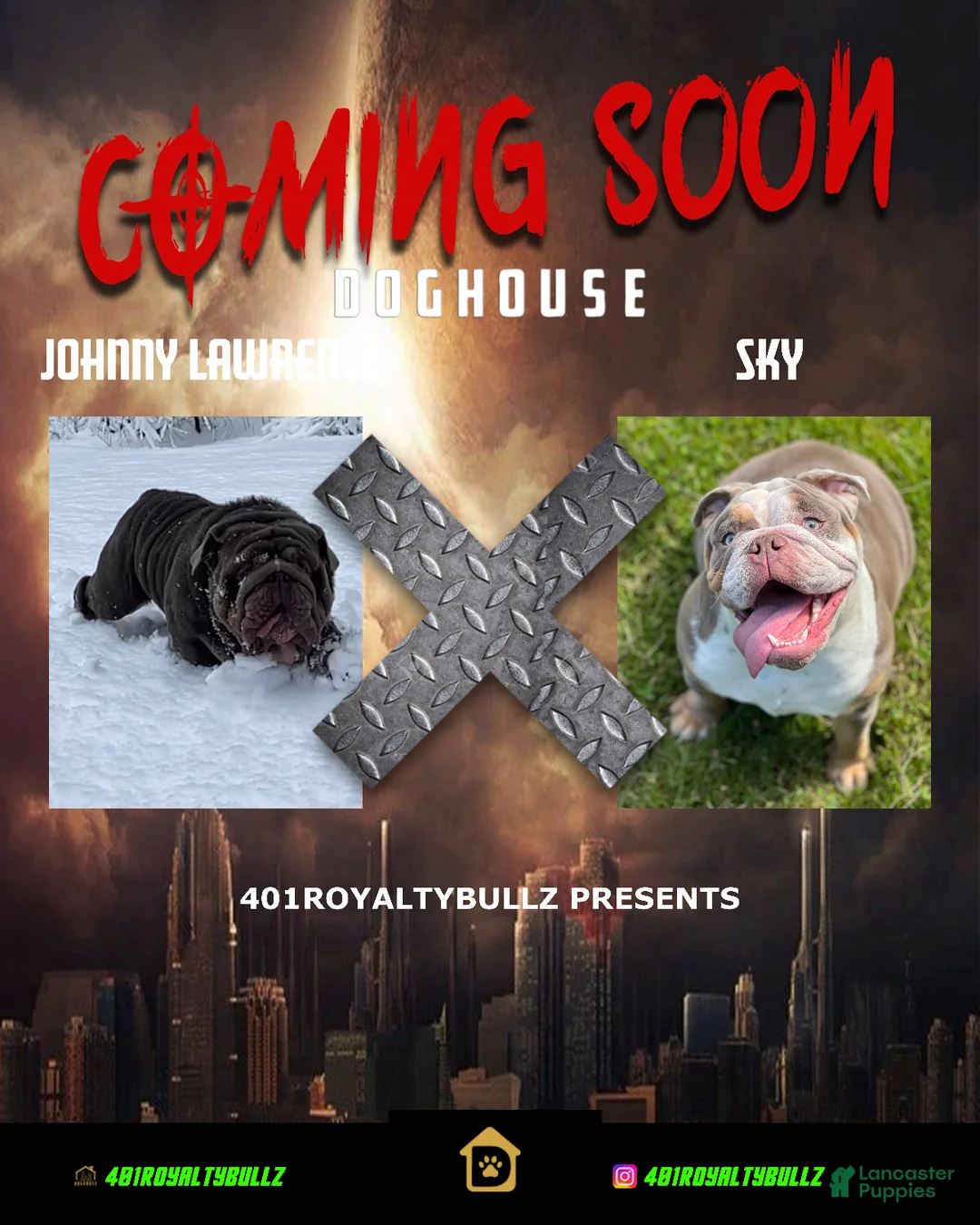 English Bulldog dogs for sale: English Bulldog Puppy 3 - Ad 2