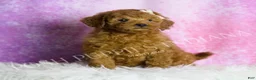 Mini Goldendoodle dogs for sale: Darling - Ad 3