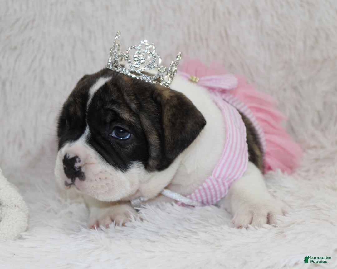 English Bulldog dogs for sale: Riley - Ad 5